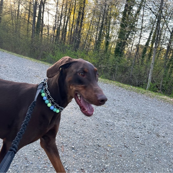 Handcrafted Beaded Dog Collar - Luna - Teal and Green Collar - Picture 3 of 16